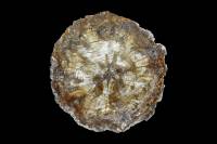 Tronc Araucaria silicifié CT 225 MA